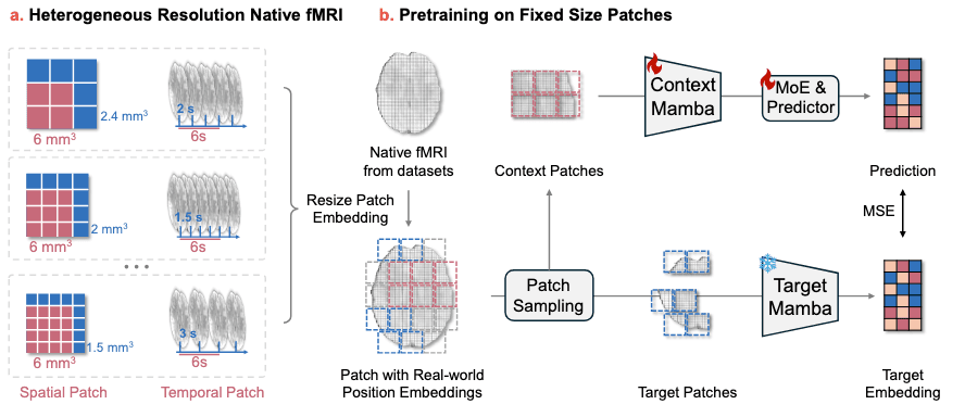 fMRI 模型资产